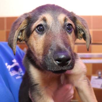 Arugula -  Mixed Breed Dog for Adoption in Port Washington, New York - Arugula | PetCurious