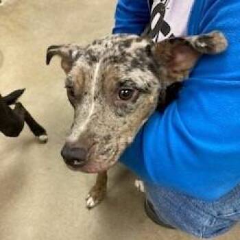 YORK-Stray-15909_2 -  Mixed Breed Dog for Adoption in York, Pennsylvania - YORK-Stray-15909_2 | PetCurious