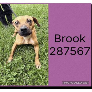 Pancakey -  Mixed Breed Dog for Adoption in Savannah, Georgia - Pancakey | PetCurious