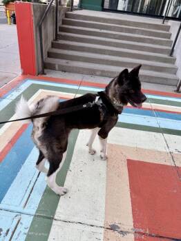 Ivory -  Mixed Breed Dog for Adoption - Ivory | PetCurious