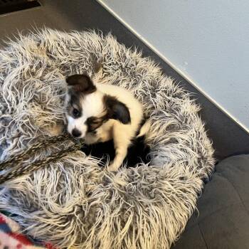 Jewels 6878 -  Papillon Dog for Adoption in Loxahatchee Groves, Florida - Jewels 6878 | PetCurious
