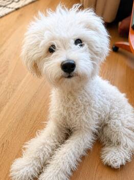 Kobe -  Maltese and Poodle Dog for Adoption in Orange, California - Kobe | PetCurious