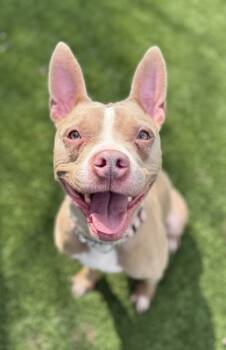 Rescue Terrier and Mixed Breed Dogs for Adoption in Valley View, Ohio - Darcy | PetCurious