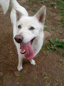 Rescue German Shepherd Dog and Husky Dogs for Adoption in Addison, Ontario - Blanche | PetCurious