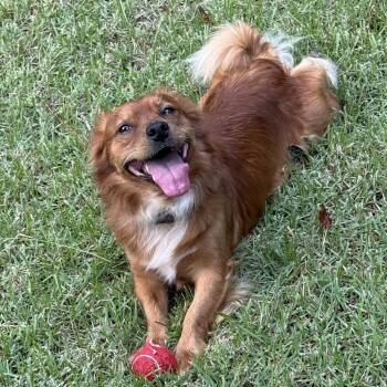 Murphy -  Mixed Breed Dog for Adoption in Columbia, South Carolina - Murphy | PetCurious
