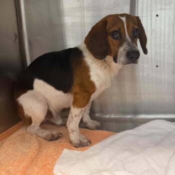 Eddie -  Beagle Dog for Adoption in Blue Ridge, Georgia - Eddie | PetCurious