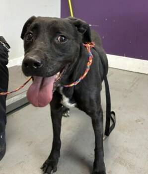 Baby Nova -  Labrador Retriever and Pit Bull Terrier Dog for Adoption in Salt Lake City, Utah - Baby Nova | PetCurious