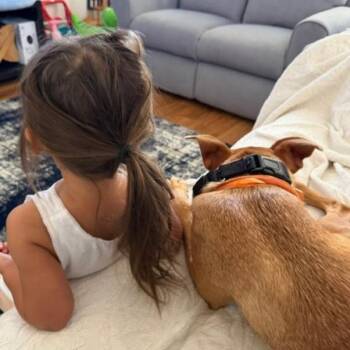 Graffiti -  Shepherd and Mixed Breed Dog for Adoption in San Antonio, Texas - Graffiti | PetCurious