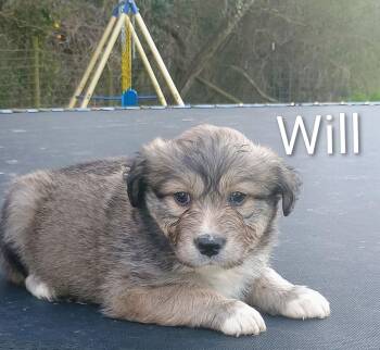 Labrador Retriever Dogs Available for Adoption - Will | PetCurious