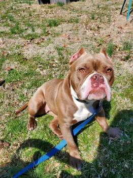Mixed Breed Dogs Available for Adoption in Wayne, New Jersey - Leprechonk | PetCurious