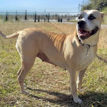 American Staffordshire Terrier and Mixed Breed Dogs Available for Adoption - Wynn | PetCurious