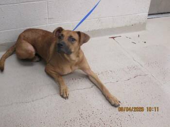 Jupiter (21) -  Shepherd Dog for Adoption in Marietta, Georgia - Jupiter (21) | PetCurious