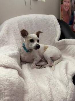 Chihuahua Dogs Available for Adoption in Key West, Florida - Chapo | PetCurious