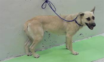 German Shepherd Dog and Mixed Breed Dogs Available for Adoption in Houston, Texas - A2077988 | PetCurious