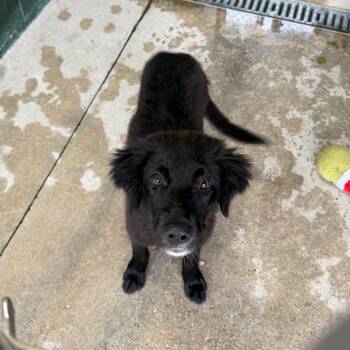 Labrador Retriever and Mixed Breed Dogs Available for Adoption in Carencro, Louisiana - Cove | PetCurious