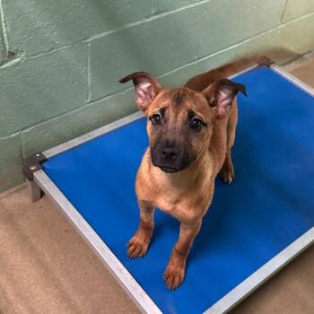 Gail -  Shepherd Dog for Adoption in Lagrange, Georgia - Gail | PetCurious