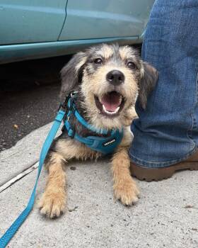 Chungking Express -  Wirehaired Terrier Dog for Adoption in New York, New York - Chungking Express | PetCurious