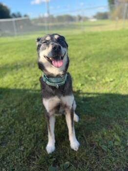 Stella Mae -  Shepherd Dog for Adoption in Kalamazoo, Michigan - Stella Mae | PetCurious