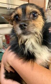 Ozzy (actual) -  Mixed Breed Dog for Adoption in Cincinnati, Ohio - Ozzy (actual) | PetCurious