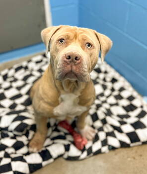 Rescue Pit Bull Terrier Dogs for Adoption in Sanford, North Carolina - Clara | PetCurious