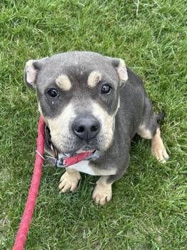 Pit Bull Terrier and Mixed Breed Dogs Available for Adoption in Dayton, Ohio - MASALA CHAI | PetCurious