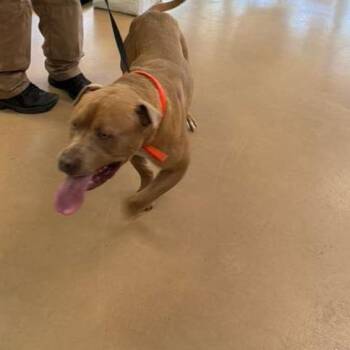 Mixed Breed Dogs Available for Adoption in Gadsden, Alabama - Rocky | PetCurious