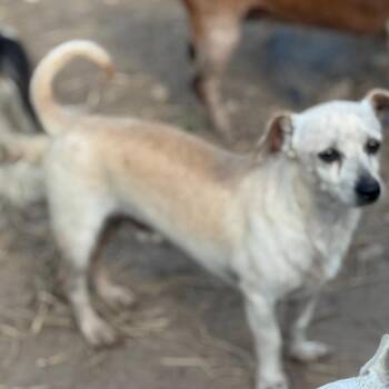Starsky -  Chihuahua Dog for Adoption in Anahuac, Texas - Starsky | PetCurious
