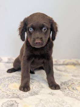 Mark -  Boykin Spaniel and Golden Retriever Dog for Adoption in Aiken, South Carolina - Mark | PetCurious