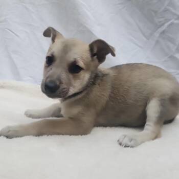Snappy (Chantelle Pup 3) -  Mixed Breed Dog for Adoption in Bend, Oregon - Snappy (Chantelle Pup 3) | PetCurious
