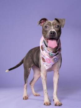 Bebe girl -  Mixed Breed Dog for Adoption in Atlanta, Georgia - Bebe Girl | PetCurious