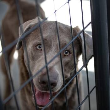 Labrador Retriever Dogs Available for Adoption in Peyton, Colorado - Patron (F26-59) | PetCurious