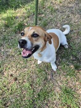 Beagle Dogs Available for Adoption - Pen 202 Jessie | PetCurious