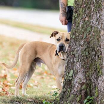 Gomez -  Mixed Breed Dog for Adoption in Dearborn, Michigan - Gomez | PetCurious