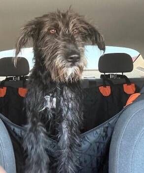 Pepper -  Wirehaired Pointing Griffon and Terrier Dog for Adoption in Anthem, Arizona - Pepper | PetCurious