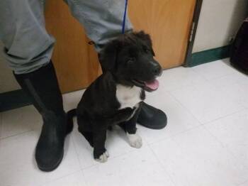 Labrador Retriever and Mixed Breed Dogs Available for Adoption - A611745 | PetCurious