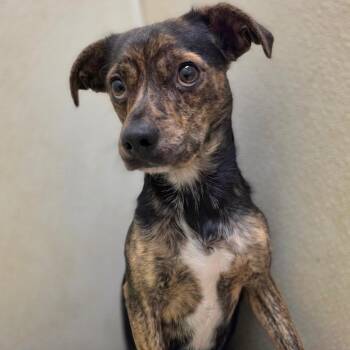 Bronson - Chino Hills Location -  Terrier and Dachshund Dog for Adoption in Chino Hills, California - Bronson - Chino Hills Location | PetCurious
