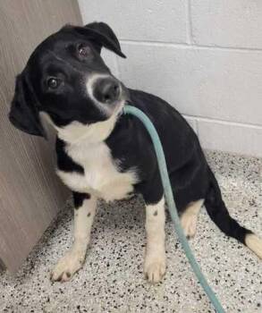 Cascade -  Mixed Breed Dog for Adoption in Kansas City, Missouri - Cascade | PetCurious