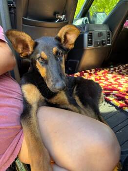 Mixed Breed Dogs Available for Adoption in ABRAHAM BALDWIN COLLEGE, Georgia - D510-26 | PetCurious