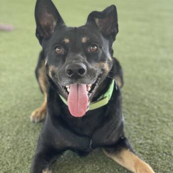 Drew -  German Shepherd Dog and Mixed Breed Dog for Adoption in Riverside, California - Drew | PetCurious