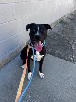 Peyton -  Mixed Breed Dog for Adoption in Cincinnati, Ohio - Peyton | PetCurious