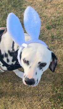 Bingo -  Dalmatian Dog for Adoption in Turlock, California - Bingo | PetCurious