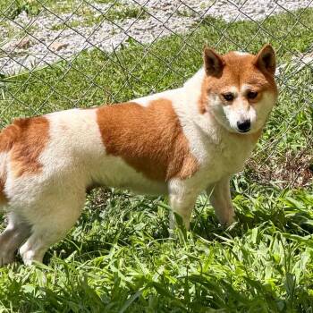 Showlow MY26-122 -  Shiba Inu Dog for Adoption in Peyton, Colorado - Showlow MY26-122 | PetCurious