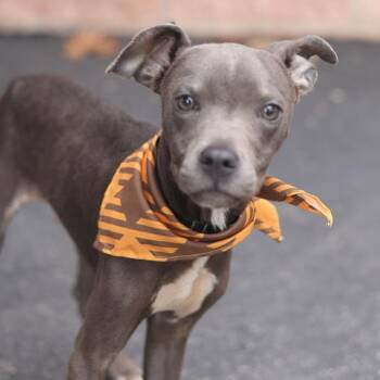 Terrier Dogs Available for Adoption in San Antonio, Texas - HANSEL | PetCurious