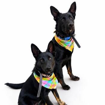Francesca -  Dutch Shepherd and German Shepherd Dog Dog for Adoption in Long Beach, California - Francesca | PetCurious