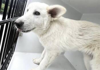 Great Pyrenees and Husky Dogs Available for Adoption in Houston, Texas - A654825 | PetCurious