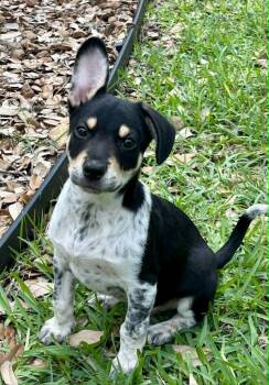 Australian Cattle Dog Blue Heeler and Mixed Breed Dogs Available for Adoption in Austin, Texas - Benni LD | PetCurious
