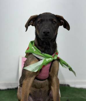 Egypt-One of our Amazing Rescue Dogs -  Belgian Shepherd Malinois and Mixed Breed Dog for Adoption in Carlsbad, California - Egypt-One Of Our Amazing Rescue Dogs | PetCurious