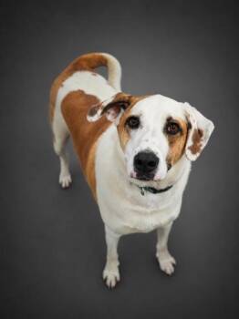 Buck -  Hound and Great Pyrenees Dog for Adoption in Bridgewater, New Jersey - Buck | PetCurious