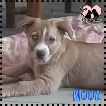 Australian Cattle Dog Blue Heeler Dogs Available for Adoption - Noor | PetCurious