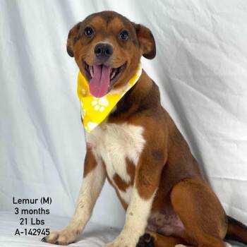 Lemur - Local Sept 11-13 -  Labrador Retriever Dog for Adoption in Brookshire, Texas - Lemur - Local Sept 11-13 | PetCurious